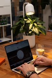 Lampka na biurko BOTANICA WOOD biała, Kaspa