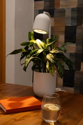 Lampka na biurko BOTANICA WOOD biała, Kaspa